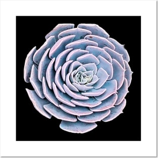 Echeveria Blue Posters and Art